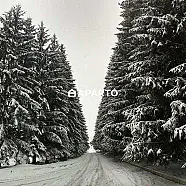 110 ლარი ღამე, ბინა დღიურად