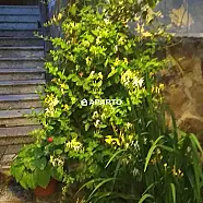 50 ლარი ღამე, ბინა დღიურად